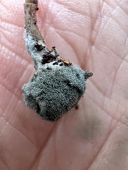 Penicillium