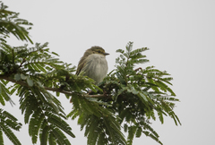 Zimmerius albigularis