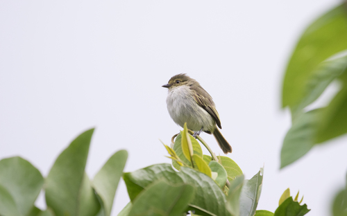 Choco Tyrannulet (Zimmerius albigularis), photo 3