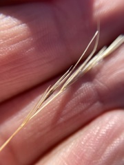 Aristida ternipes