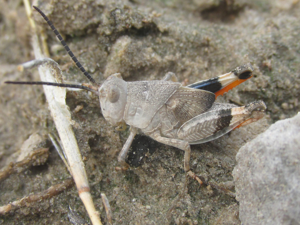 Three-banded Grasshopper