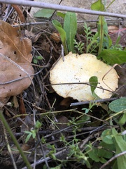 Agaricus micromegethus