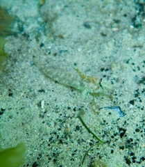 Nesogobius