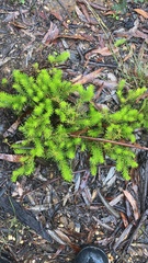 Persoonia chamaepitys