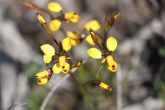 Diuris laxiflora