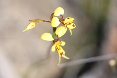Diuris laxiflora