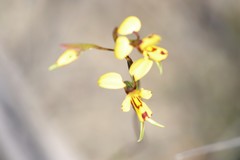 Diuris laxiflora
