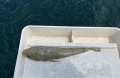 Platycephalus westraliae