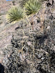 Muhlenbergia alopecuroides