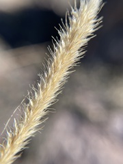 Muhlenbergia alopecuroides