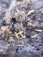 Muhlenbergia alopecuroides