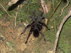 Cyrtopholis portoricae