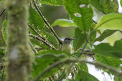 Pachyramphus albogriseus