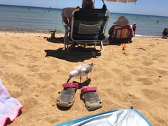 Chroicocephalus novaehollandiae novaehollandiae