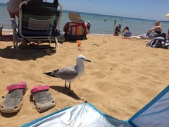 Chroicocephalus novaehollandiae novaehollandiae