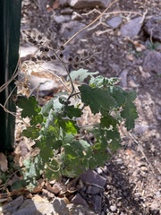 Phacelia rupestris
