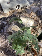 Phacelia rupestris