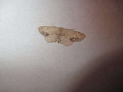 Idaea dimidiata