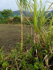 Saccharum × sinense