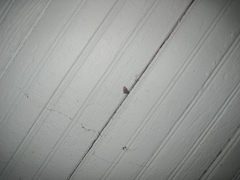 Perispasta caeculalis