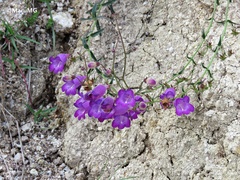 Penstemon leonensis