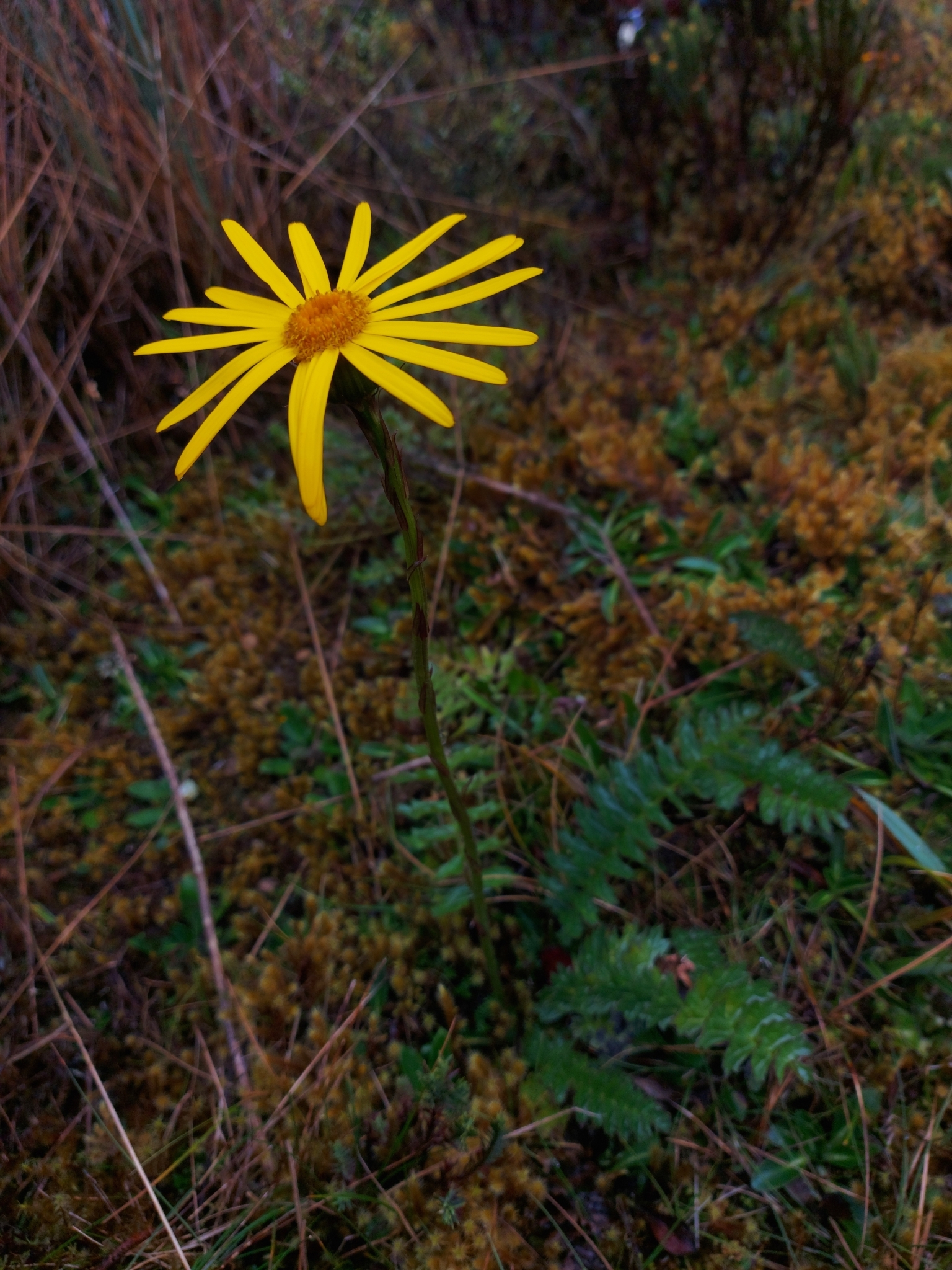 Dorobaea image