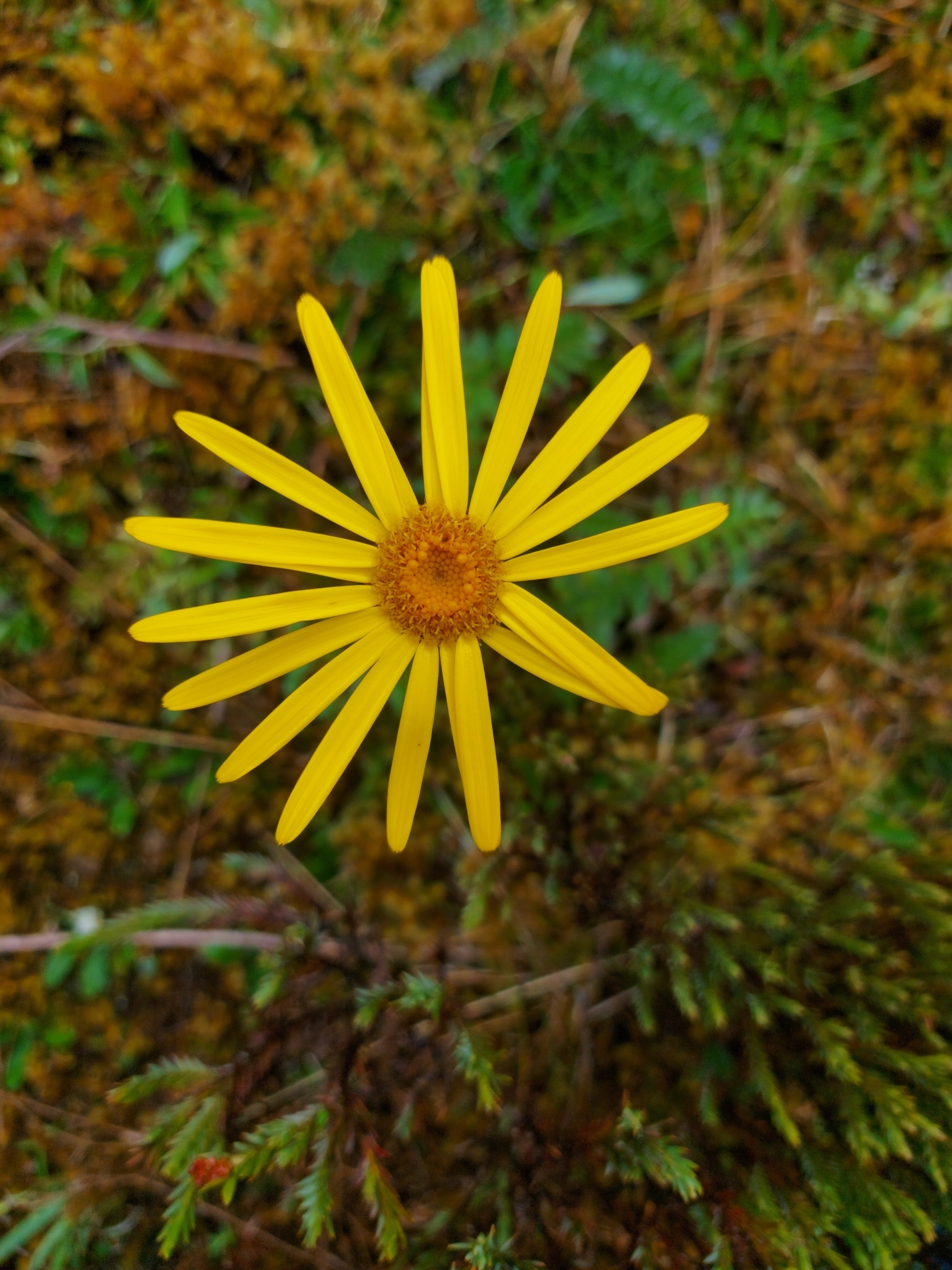 Dorobaea image
