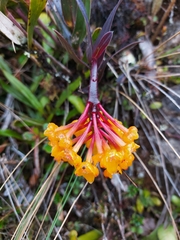 Epidendrum hemiscleria image