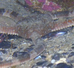 Ophiarachnella ramsayi