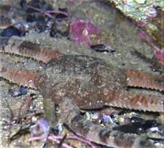 Ophiarachnella ramsayi