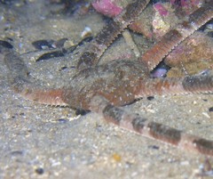 Ophiarachnella ramsayi