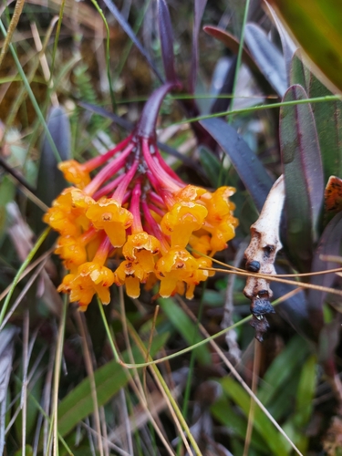 Epidendrum hemiscleria image