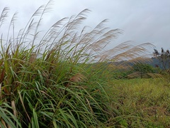 Miscanthus sinensis