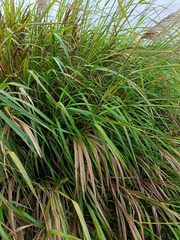 Miscanthus sinensis