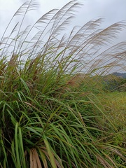 Miscanthus sinensis