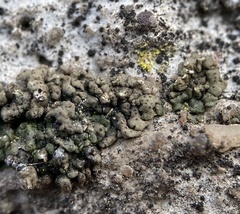 Endocarpon pallidulum