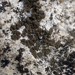 Endocarpon pallidulum