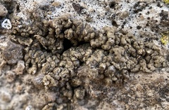 Endocarpon pallidulum