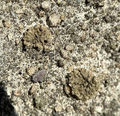 Endocarpon pallidulum