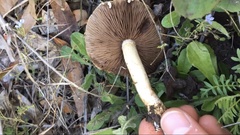 Agaricus micromegethus