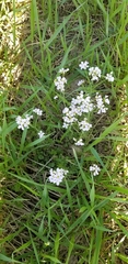 Cardamine pratensis