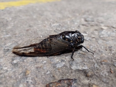 Cryptotympana aquila