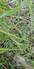 Cardamine pratensis
