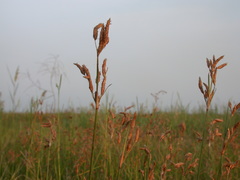 Fimbristylis sieboldii