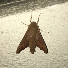 Cypa uniformis