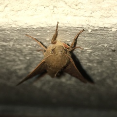 Cypa uniformis
