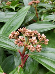 Viburnum davidii