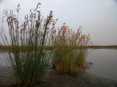 Fimbristylis sieboldii