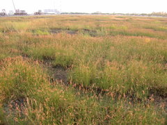 Fimbristylis sieboldii