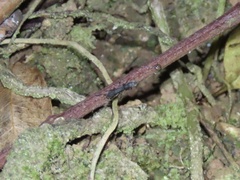 Platythyrea punctata